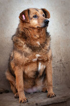 MISSI, Hund, Mischlingshund in Bulgarien - Bild 8