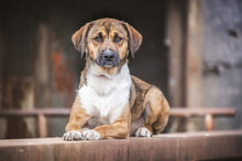 VANILLA, Hund, Mischlingshund in Bulgarien - Bild 2