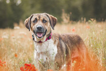 VANILLA, Hund, Mischlingshund in Bulgarien - Bild 3