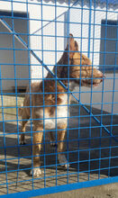 FARINA, Hund, Rauhhaarpodenco in Spanien - Bild 11