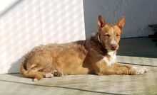 FARINA, Hund, Rauhhaarpodenco in Spanien - Bild 2