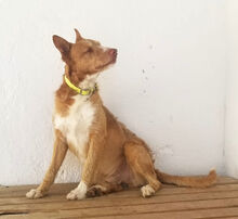FARINA, Hund, Rauhhaarpodenco in Spanien - Bild 3