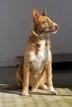 FARINA, Hund, Rauhhaarpodenco in Spanien - Bild 5