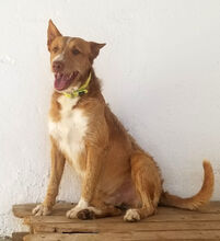 FARINA, Hund, Rauhhaarpodenco in Spanien - Bild 7