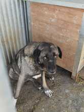 SANTO, Hund, Mischlingshund in Rumänien - Bild 4