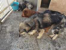 SANTO, Hund, Mischlingshund in Rumänien - Bild 5
