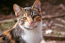 PUSTRA, Katze, Hauskatze in Bulgarien - Bild 2