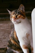 PUSTRA, Katze, Hauskatze in Bulgarien - Bild 3