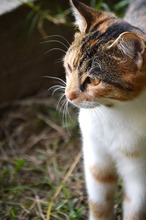 PUSTRA, Katze, Hauskatze in Bulgarien - Bild 6