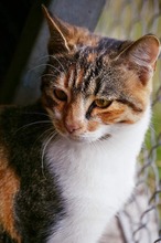PUSTRA, Katze, Hauskatze in Bulgarien - Bild 8