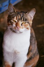 PUSTRA, Katze, Hauskatze in Bulgarien - Bild 9