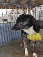 MUNA, Hund, Mischlingshund in Rumänien - Bild 2