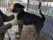 MUNA, Hund, Mischlingshund in Rumänien - Bild 3