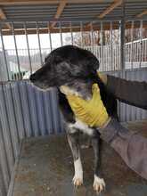 MUNA, Hund, Mischlingshund in Rumänien - Bild 4