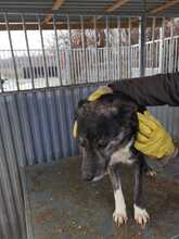 MUNA, Hund, Mischlingshund in Rumänien - Bild 5
