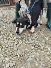 BUTO, Hund, Mischlingshund in Rumänien - Bild 2