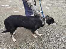 BUTO, Hund, Mischlingshund in Rumänien - Bild 4