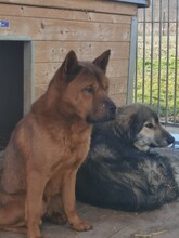 CHEVY, Hund, Akita Inu in Rumänien - Bild 3