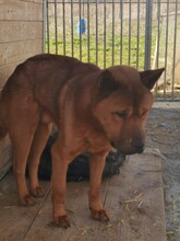 CHEVY, Hund, Akita Inu in Rumänien - Bild 4