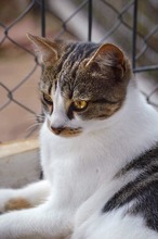 MRAMORA, Katze, Hauskatze in Bulgarien - Bild 3