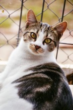 MRAMORA, Katze, Hauskatze in Bulgarien - Bild 4