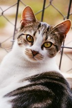 MRAMORA, Katze, Hauskatze in Bulgarien - Bild 5