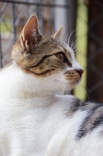 MRAMORA, Katze, Hauskatze in Bulgarien - Bild 6