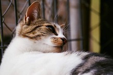 MRAMORA, Katze, Hauskatze in Bulgarien - Bild 8