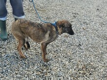 CANA, Hund, Mischlingshund in Rumänien - Bild 3