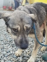 GREY, Hund, Mischlingshund in Rumänien - Bild 1