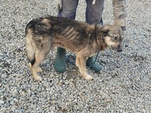 GREY, Hund, Mischlingshund in Rumänien - Bild 3
