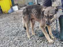 GREY, Hund, Mischlingshund in Rumänien - Bild 4