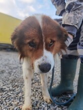 BARRY, Hund, Bernhardiner-Collie-Mix in Rumänien - Bild 1