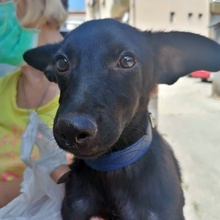 LOLAH, Hund, Mischlingshund in Bulgarien - Bild 1