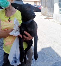 LOLAH, Hund, Mischlingshund in Bulgarien - Bild 4
