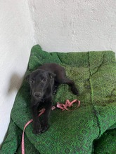 LOLAH, Hund, Mischlingshund in Bulgarien - Bild 5
