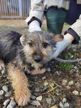 MINO, Hund, Bearded Collie-Mix in Portugal - Bild 1