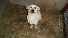 ZILIZ, Hund, Mischlingshund in Ungarn - Bild 2