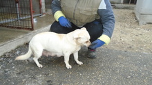 ZILIZ, Hund, Mischlingshund in Ungarn - Bild 5