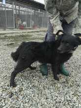 MUDI, Hund, Mudi in Rumänien - Bild 3