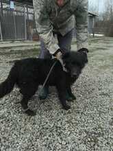 MUDI, Hund, Mudi in Rumänien - Bild 4