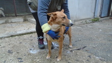RUTA, Hund, Mischlingshund in Ungarn - Bild 10