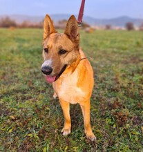 RUTA, Hund, Mischlingshund in Ungarn - Bild 2