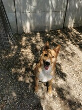 RUTA, Hund, Mischlingshund in Ungarn - Bild 5