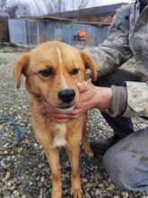 FAI, Hund, Mischlingshund in Rumänien - Bild 1