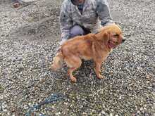 FAI, Hund, Mischlingshund in Rumänien - Bild 2