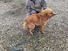 FAI, Hund, Mischlingshund in Rumänien - Bild 3