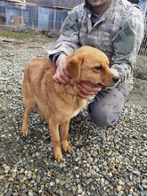 FAI, Hund, Mischlingshund in Rumänien - Bild 4
