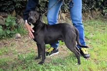 DEEZY, Hund, Mischlingshund in Italien - Bild 6