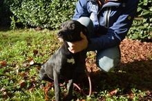 DONNER, Hund, Mischlingshund in Italien - Bild 6